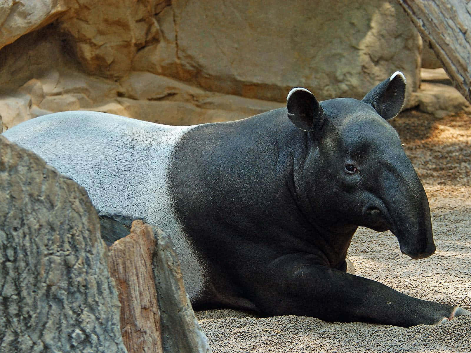 Malayan Tapir Resting Wallpaper