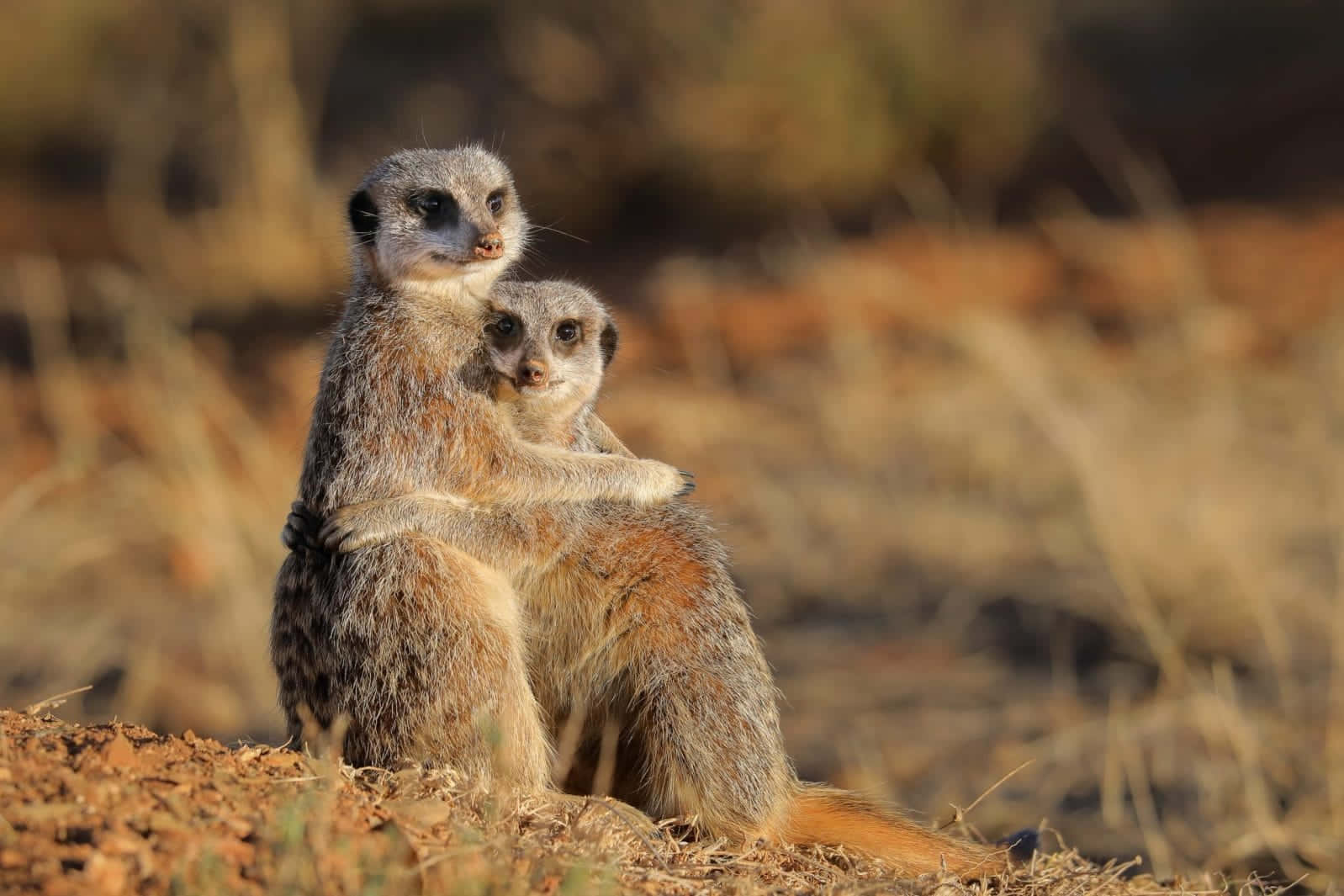 Meerkat_ Embrace_in_ Wild Wallpaper