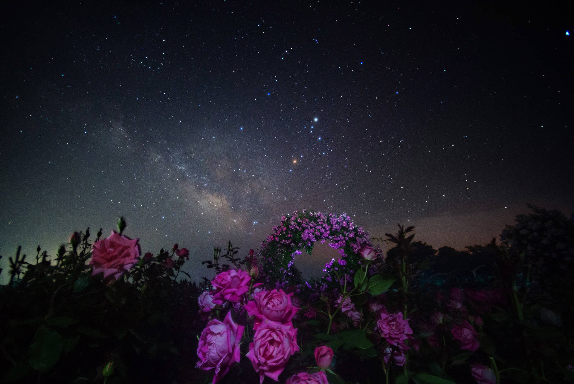 Milky Way Galaxy Flowers Wallpaper