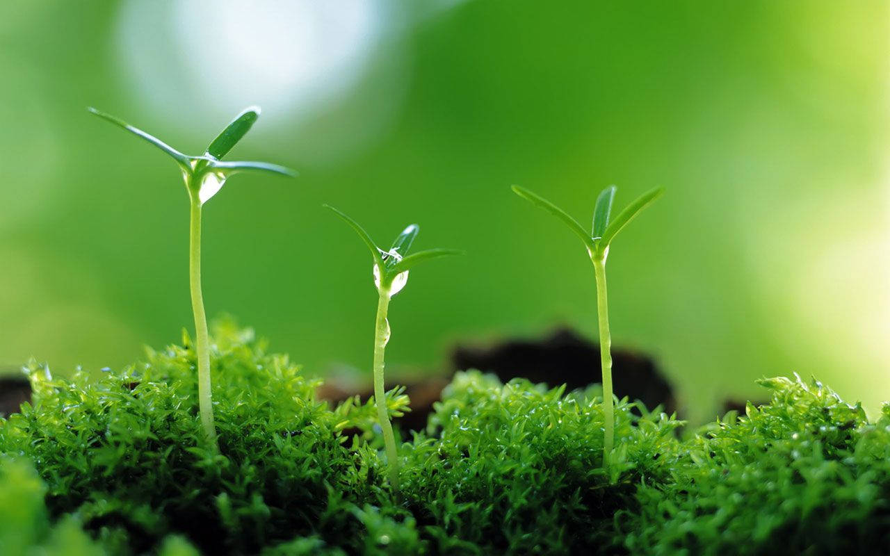 Miniature Green Plant Wallpaper