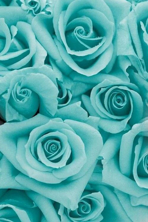 Mint Green Roses Wallpaper