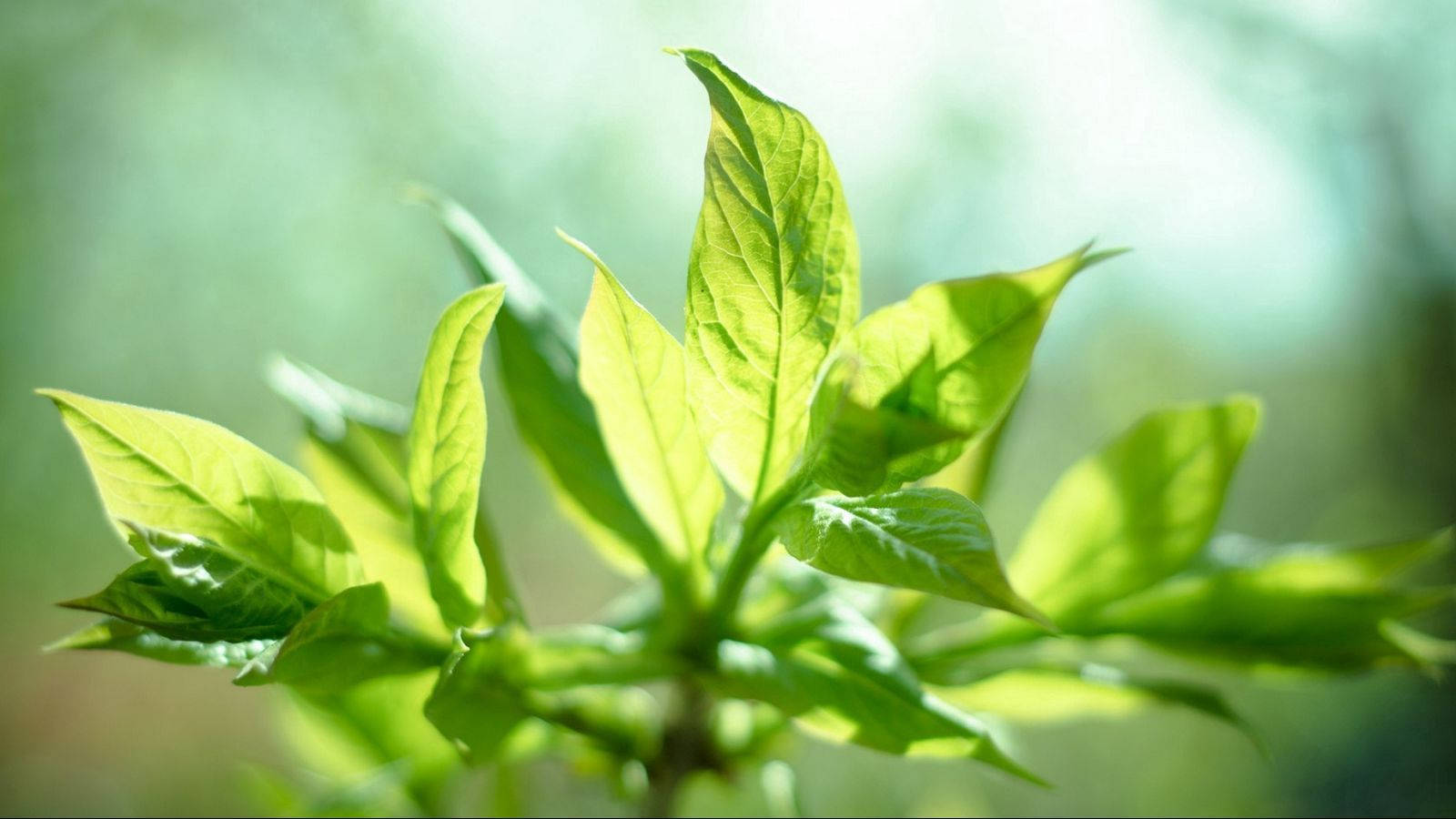 Mint Plant On Sunshine Wallpaper