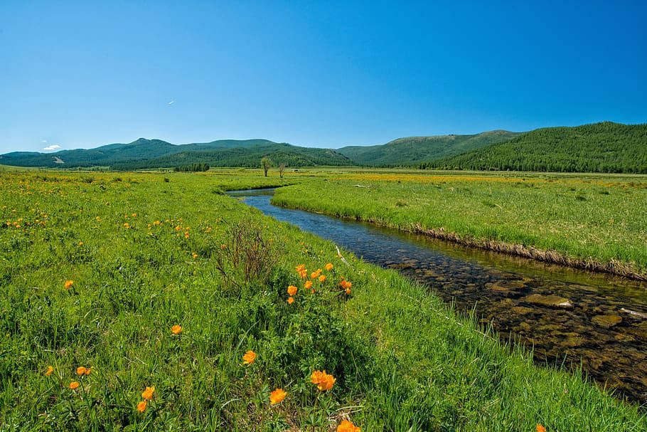 Mongolias Buttercup Blue Sky Wallpaper