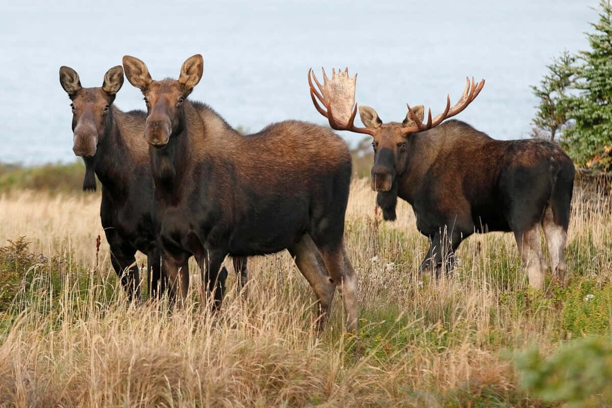 Moose_ Trio_in_ Wilderness.jpg Wallpaper