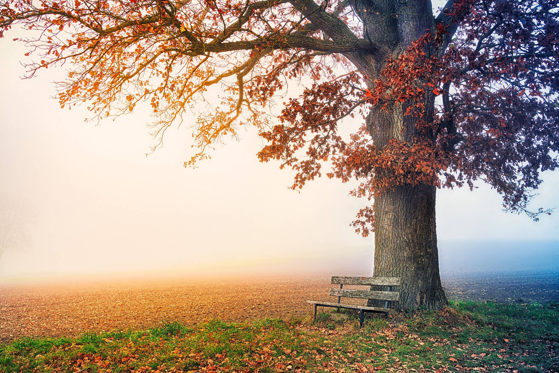 Most Beautiful Desktop Bench And Tree Wallpaper