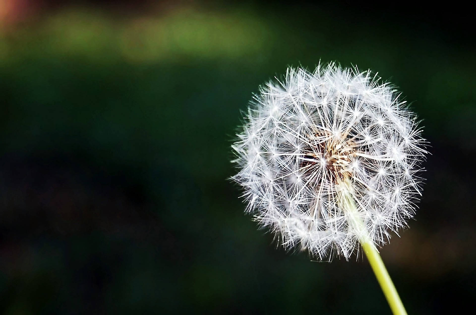 Most Beautiful Desktop Dandelion Close-up Wallpaper