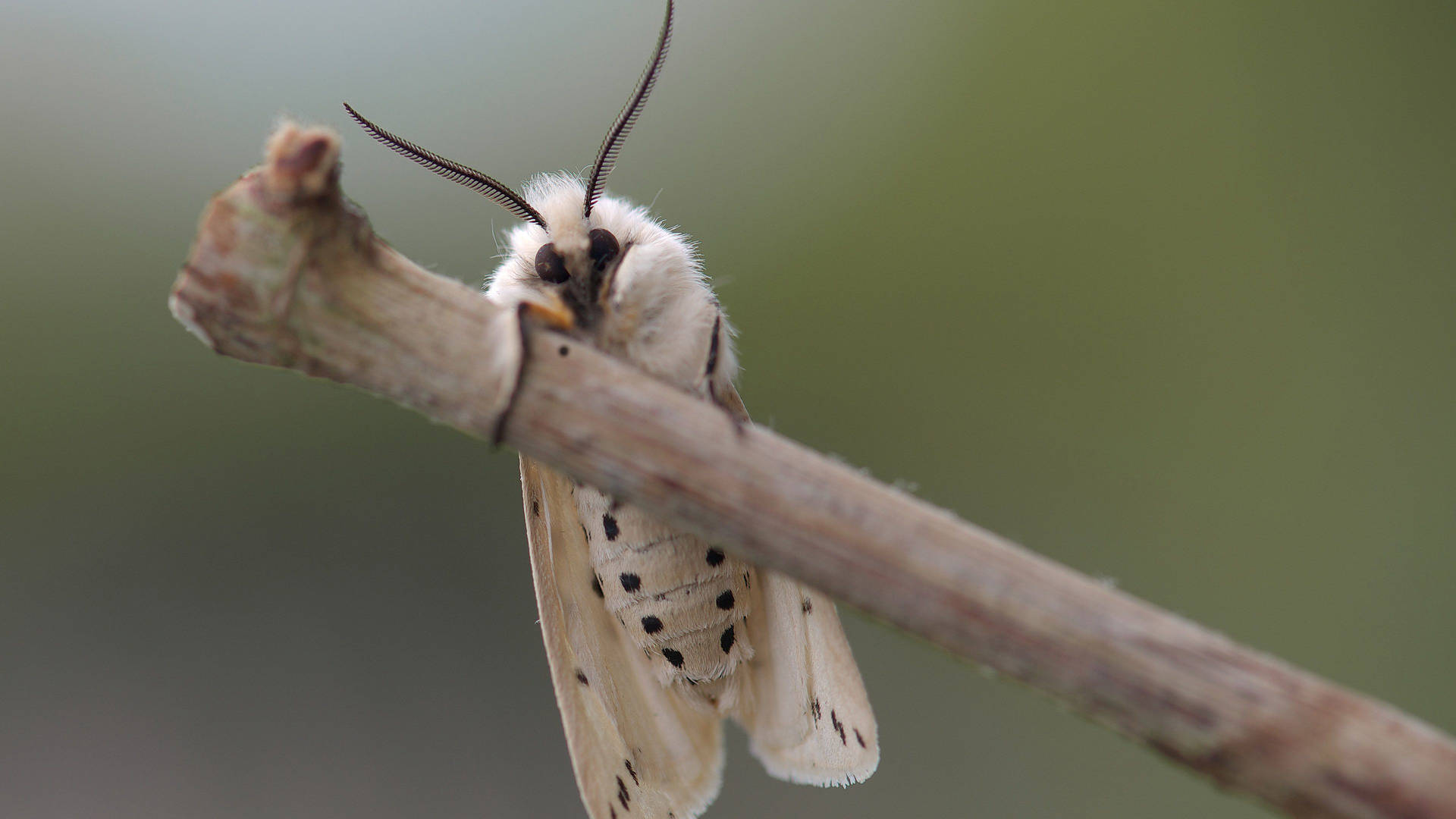 Moth Black And White Pattern On Branch Wallpaper