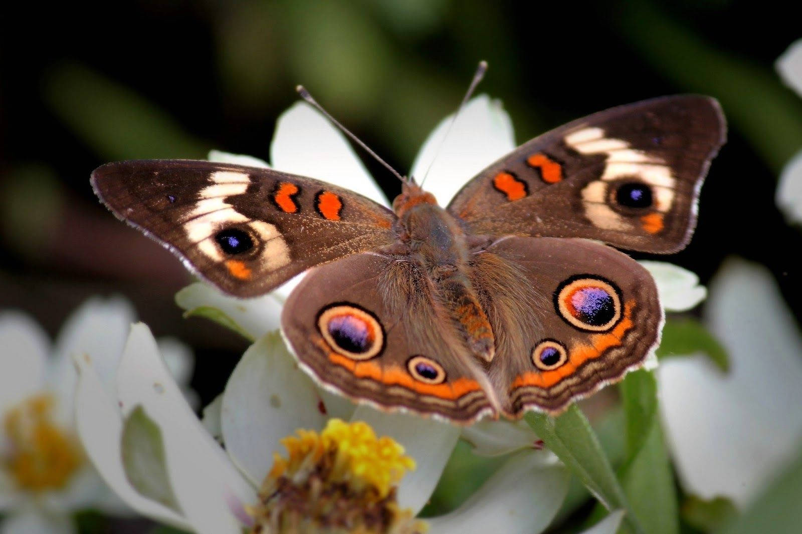 Moth Brown With Cool Patterns On White Flower Wallpaper