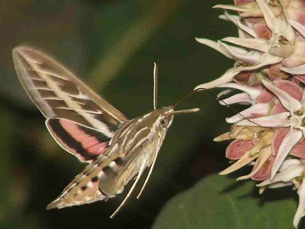 Moth Flying Next To Pink Flowers Wallpaper