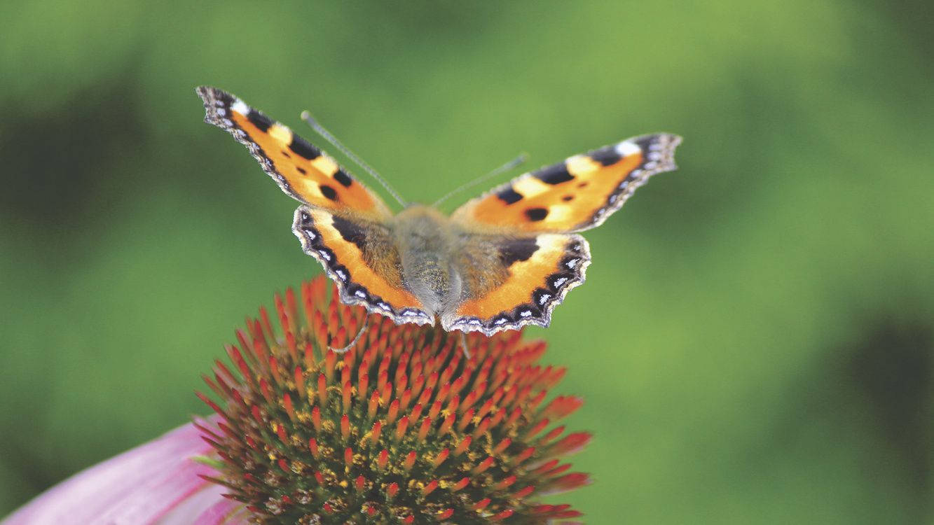 Moth Orange And Black On Flower Wallpaper