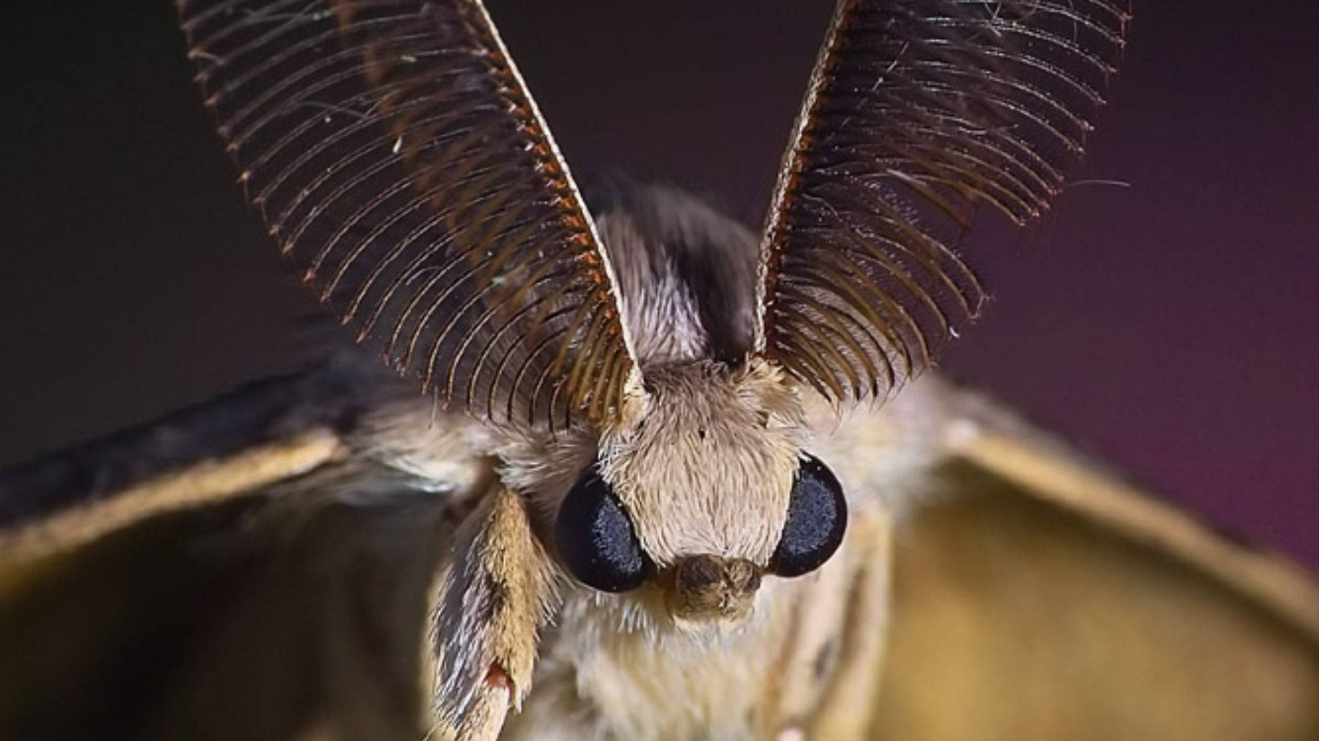 Moth White Close-up Front View Wallpaper