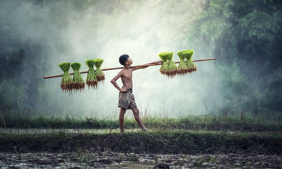 Myanmar Kid Farmer Wallpaper