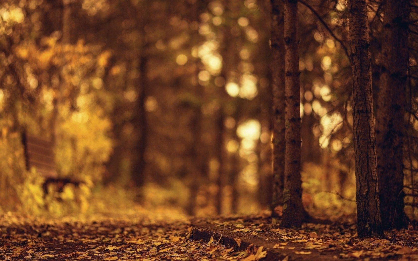 Nature Blurred Park Bench In Autumn Wallpaper