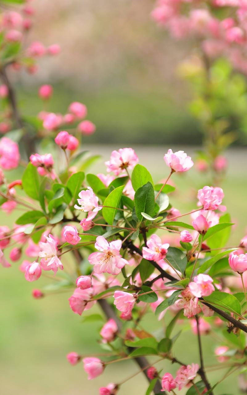 Nature Phone Blooming Pink Flowers Wallpaper