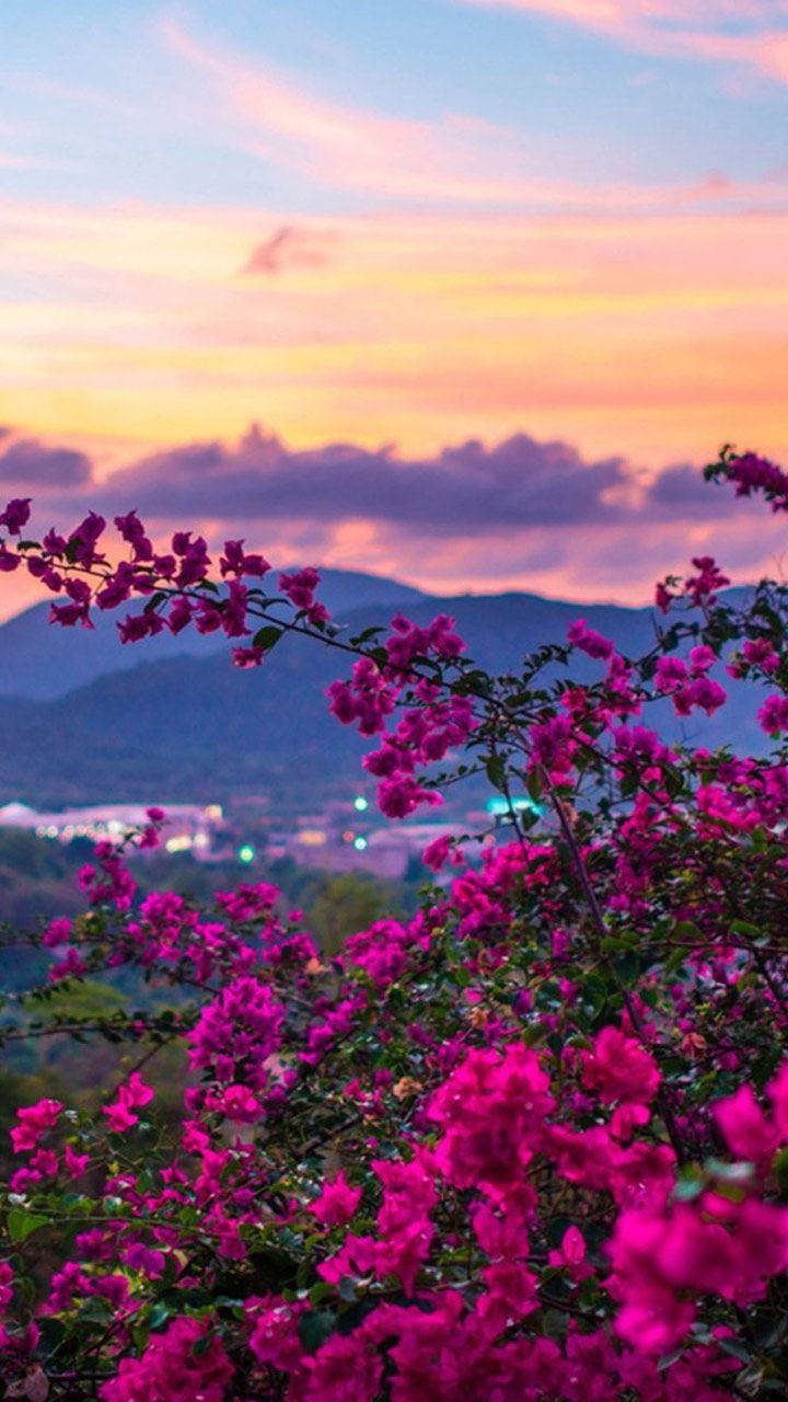 Nature Phone Purple Flowers Sunset Wallpaper