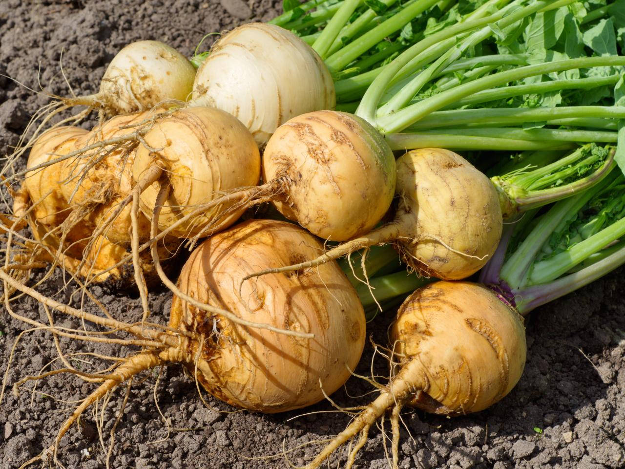 Newly Harvested Turnips Wallpaper