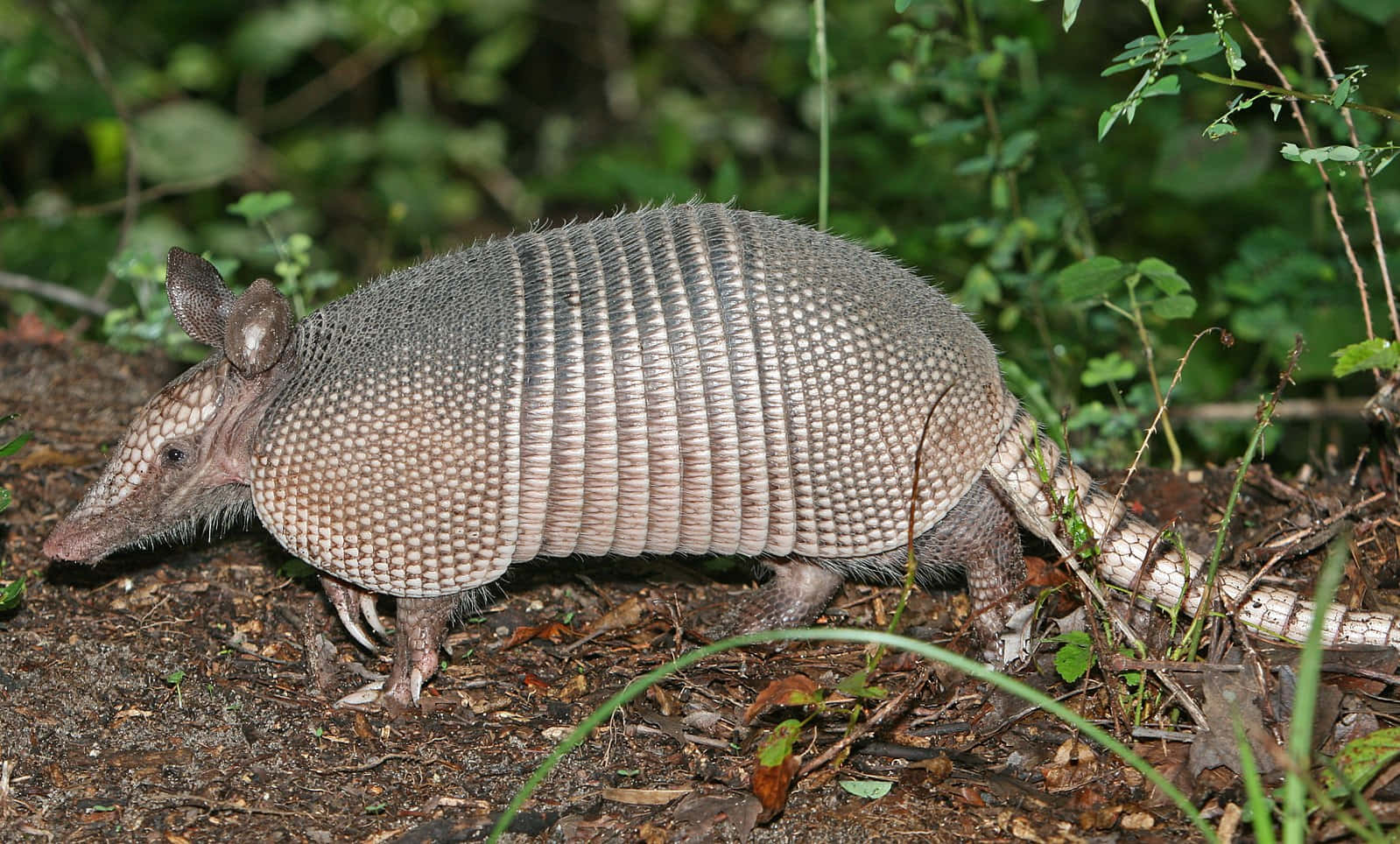 Nine Banded Armadilloin Habitat.jpg Wallpaper