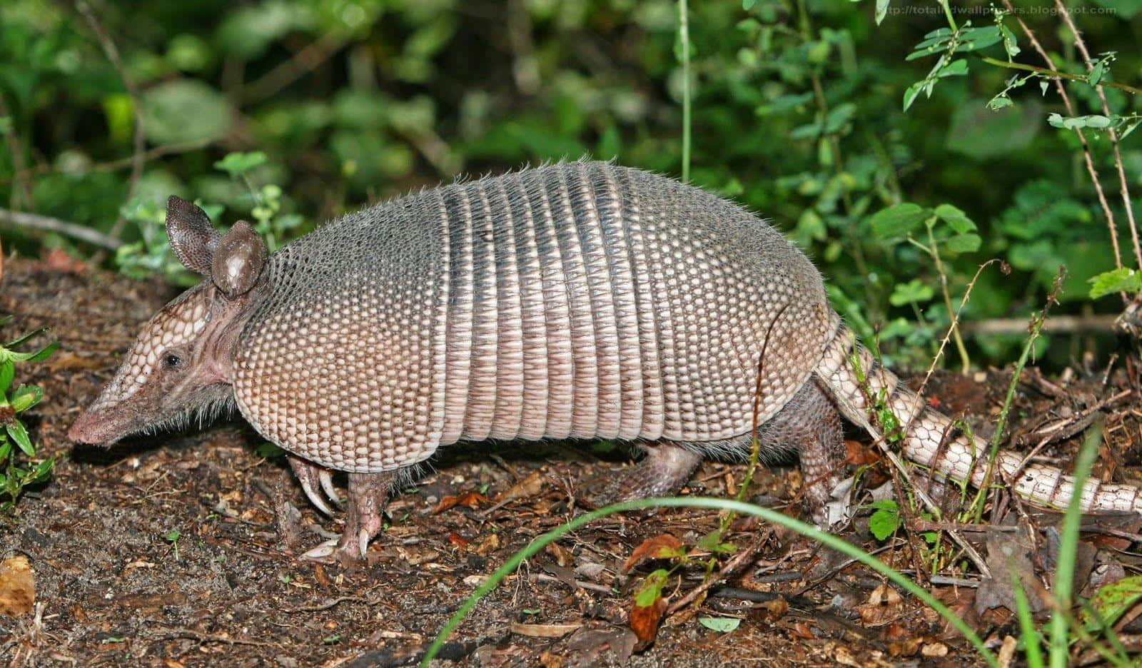 Nine Banded Armadilloin Habitat.jpg Wallpaper