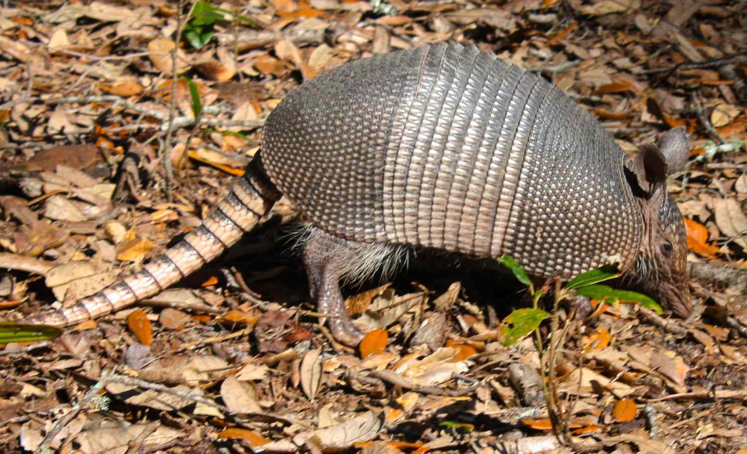 Nine Banded Armadilloin Habitat.jpg Wallpaper