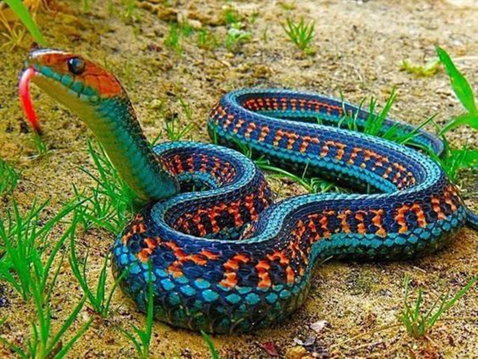 Non-venomous California Red-sided Garter Snake Wallpaper