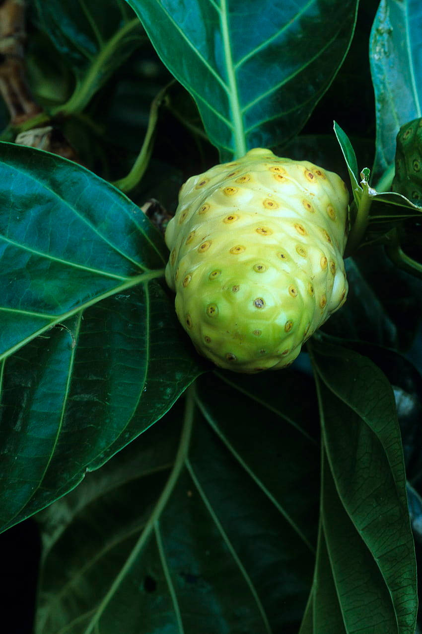 Noni Fruit Portrait Wallpaper