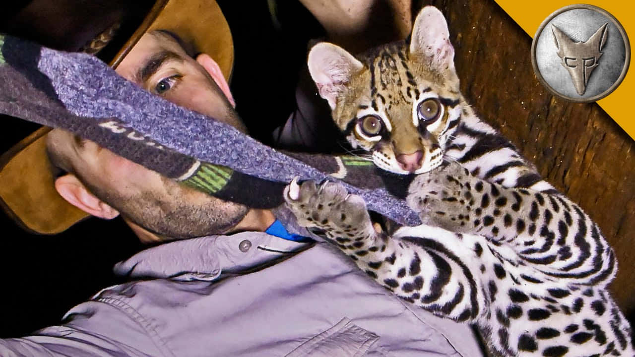 Ocelot Cub With Caretaker Wallpaper