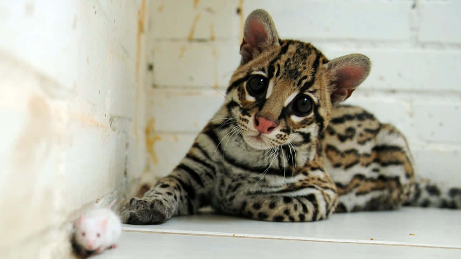 Ocelot Kitten Playing With Toy Wallpaper