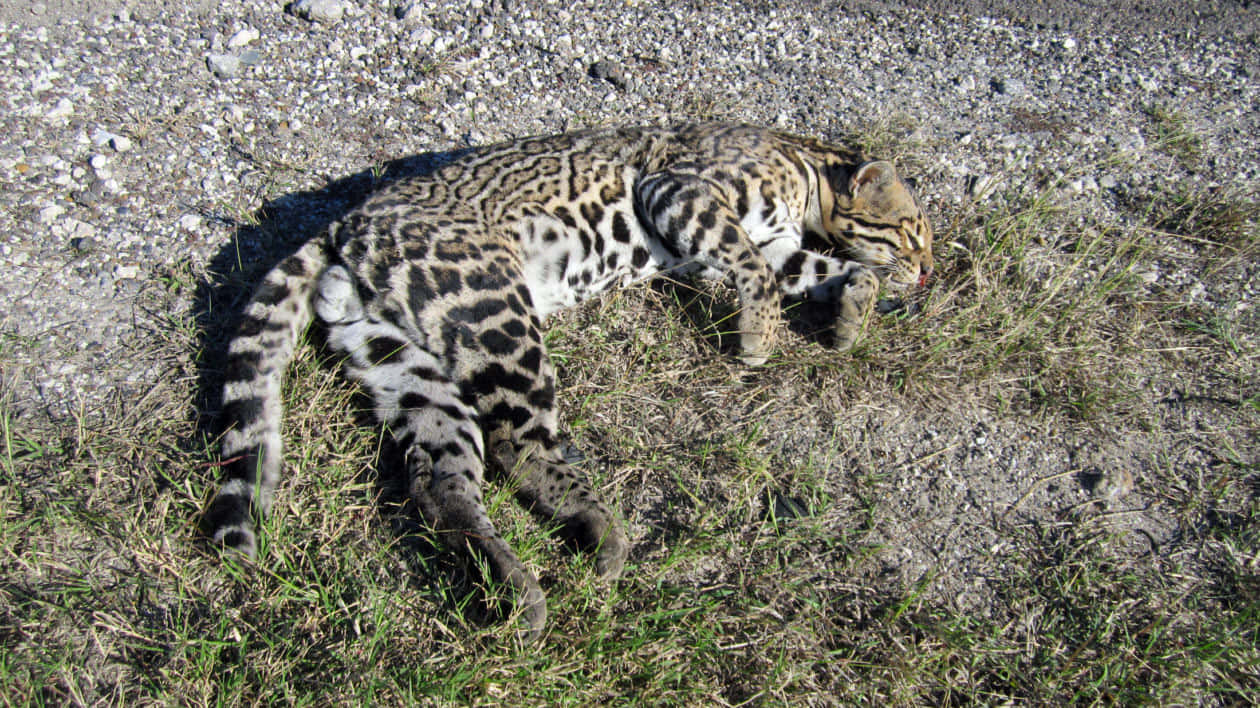 Ocelot Resting Beside Path.jpg Wallpaper