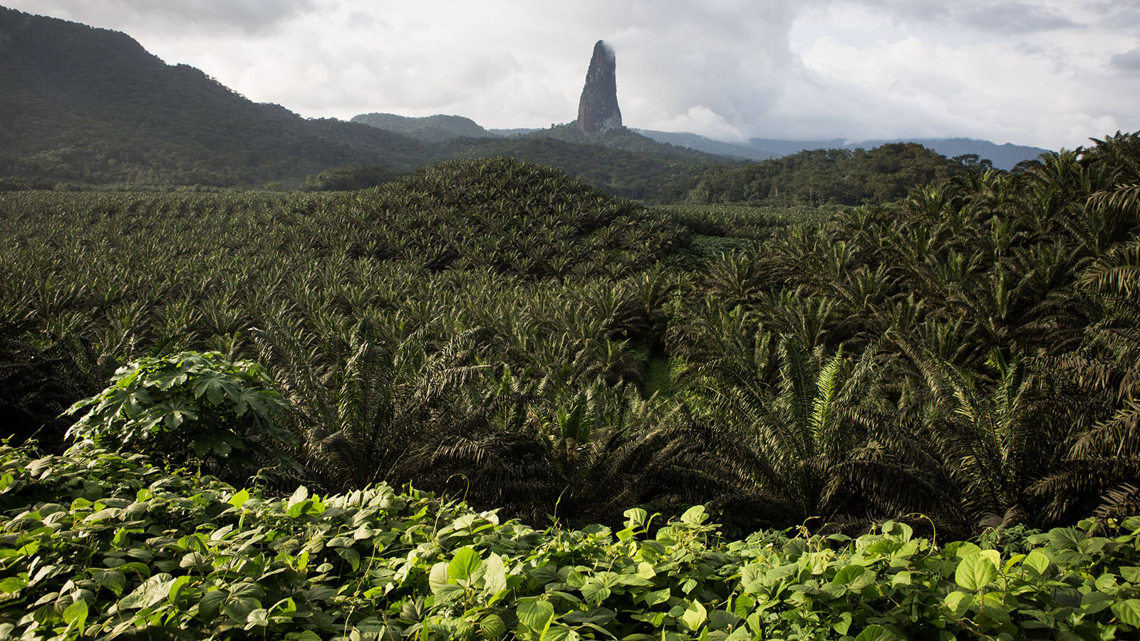 Oil Palm In Sao Tome And Principe Wallpaper