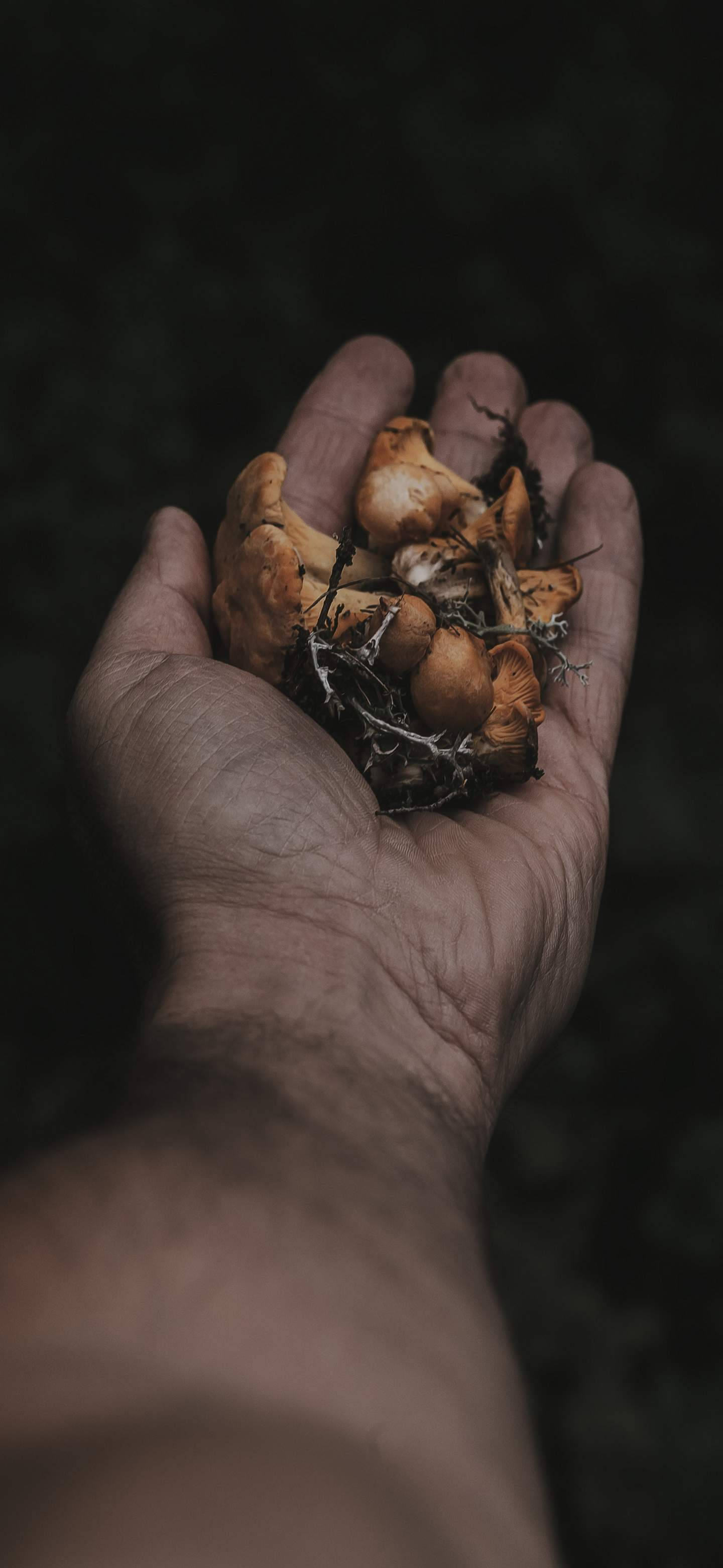 Oneplus 7 Pro Wild Mushrooms Wallpaper