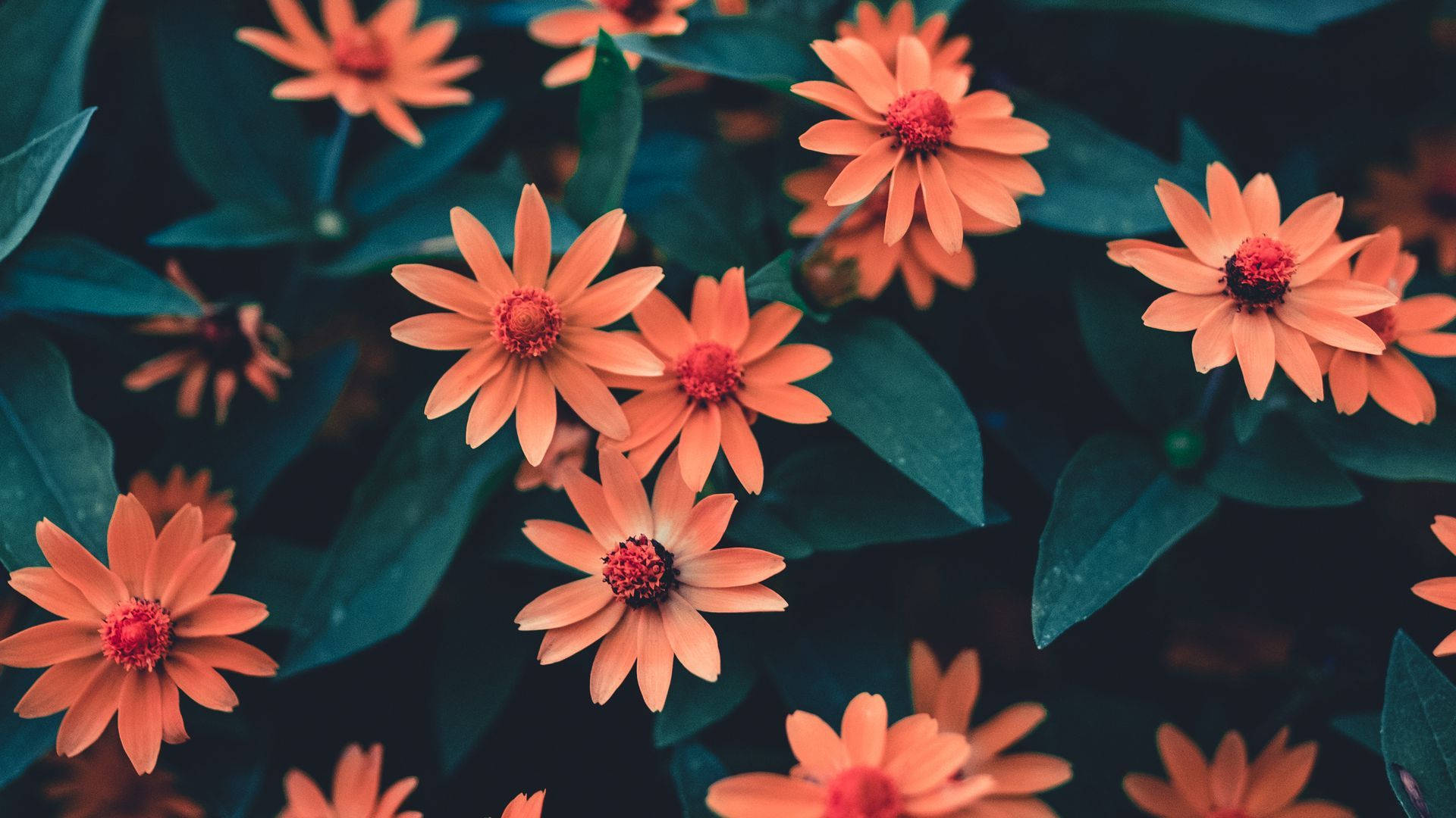 Orange Daisy Flower Pinterest Aesthetic Wallpaper