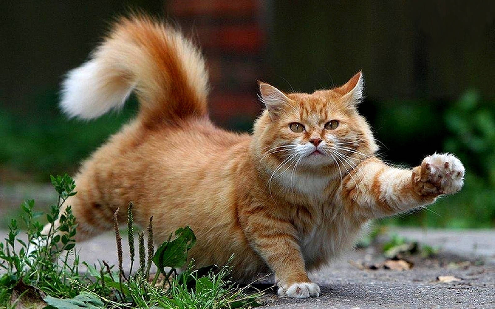 Orange Fat Beautiful Cat In Road Wallpaper