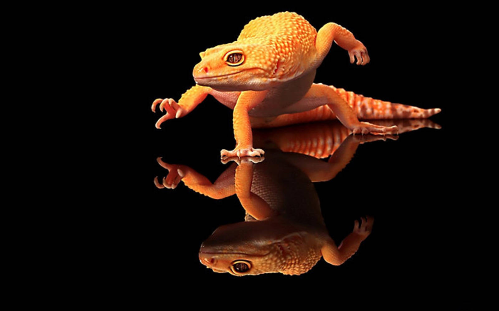 Orange Gecko On Reflective Floor Wallpaper