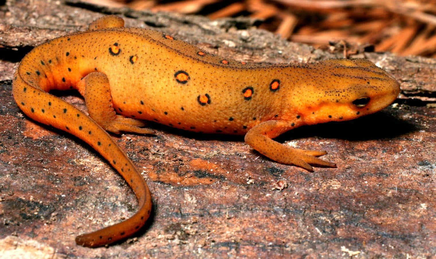 Orange Spotted Newt On Rock Wallpaper