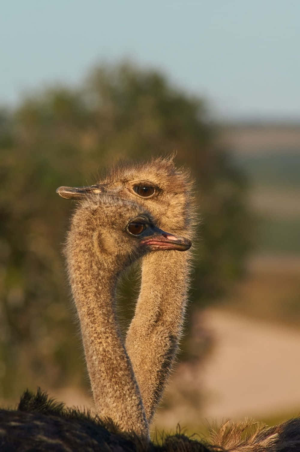 Ostrich Head Close Up Outdoors Wallpaper