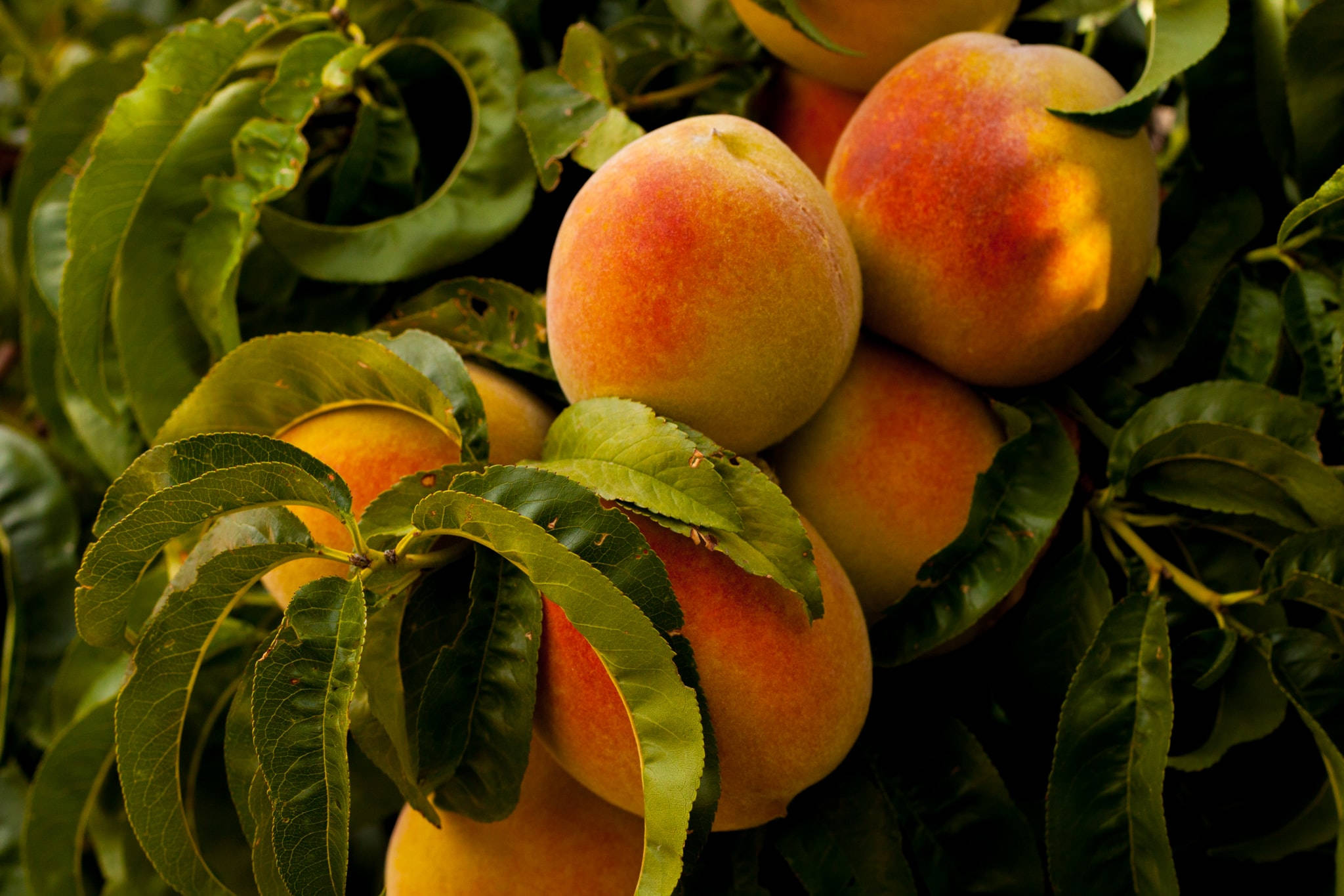 Peach Aesthetic Leaves Laptop Wallpaper