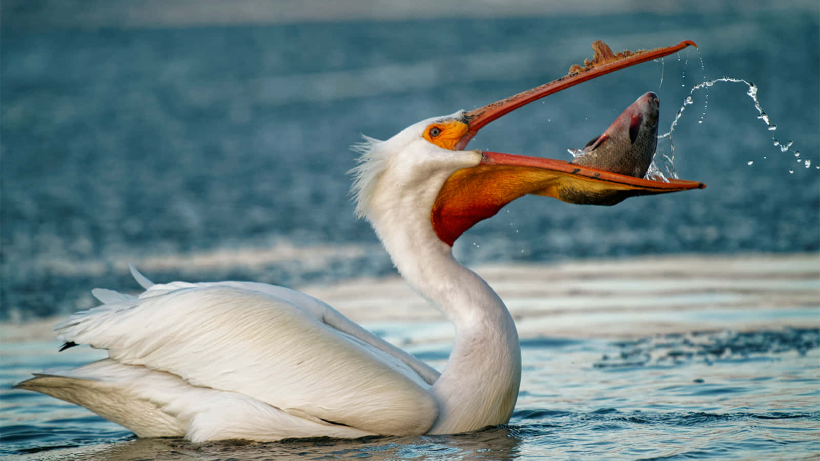 Pelican Catching Fish Moment Wallpaper