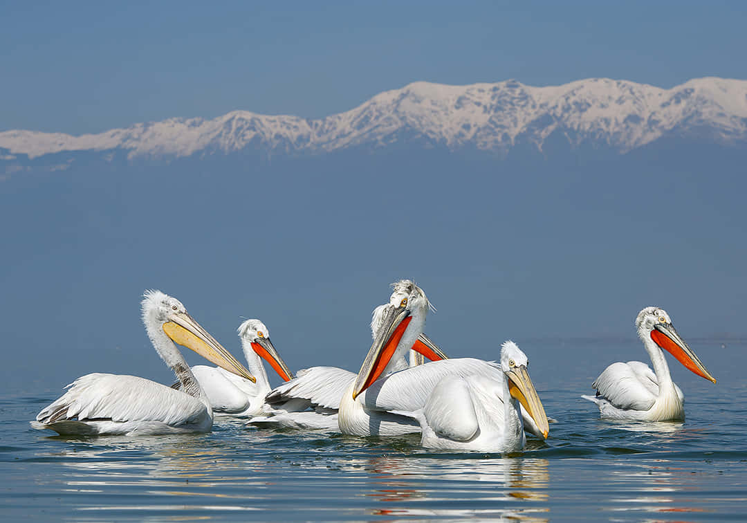 Pelicanson Calm Waterwith Mountain Backdrop Wallpaper