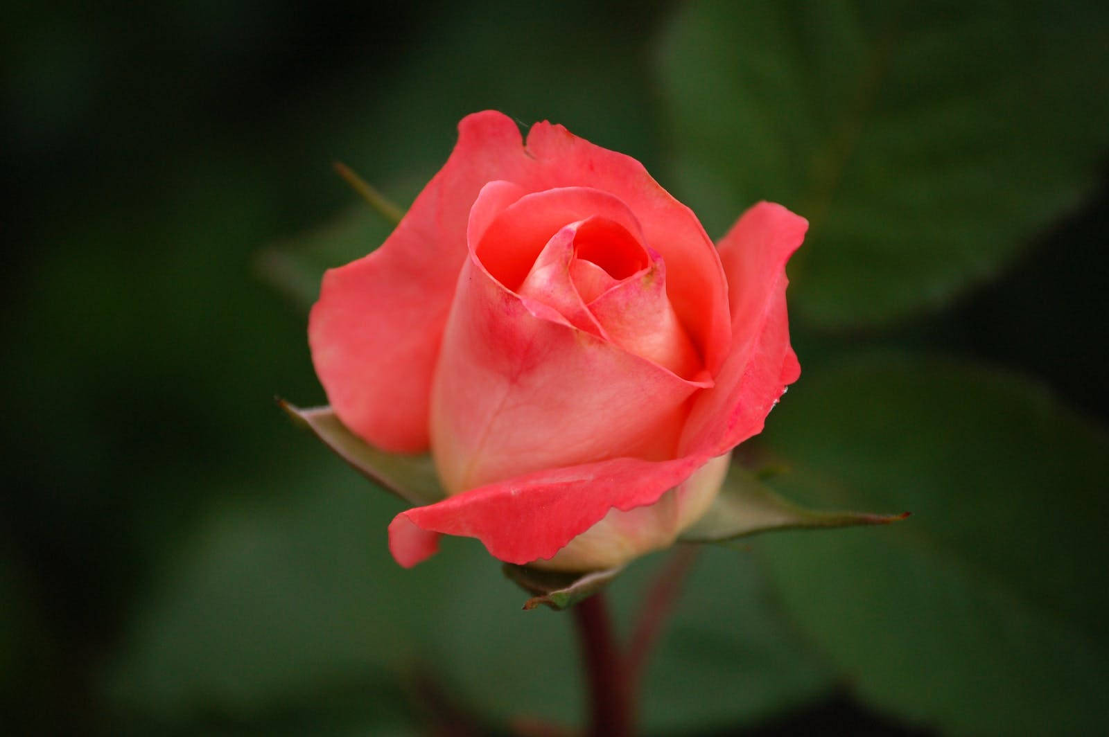 Pink Bud Rose Hd Wallpaper