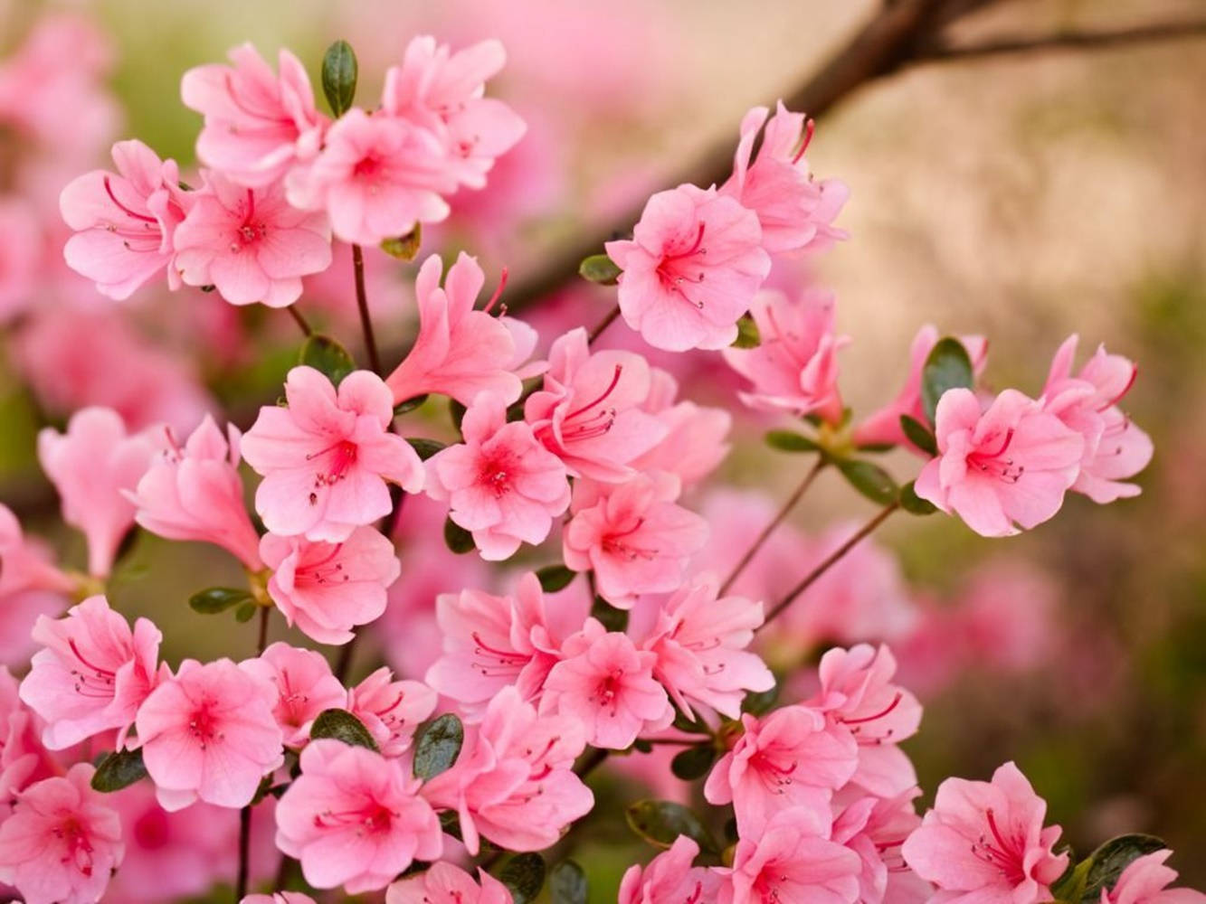 Pink Cherry Blossom Flowers Wallpaper