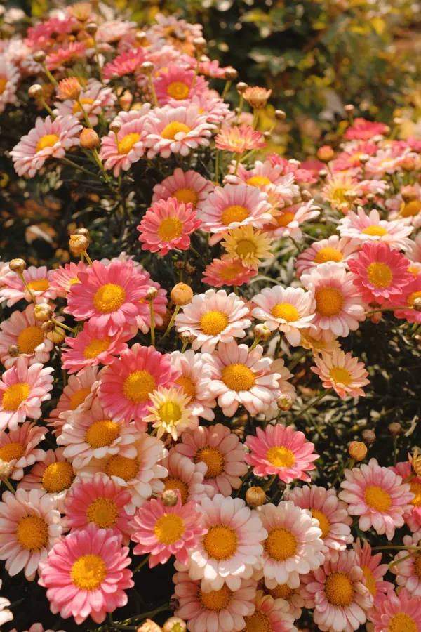 Pink Daisies Vintage Flower Aesthetic Wallpaper