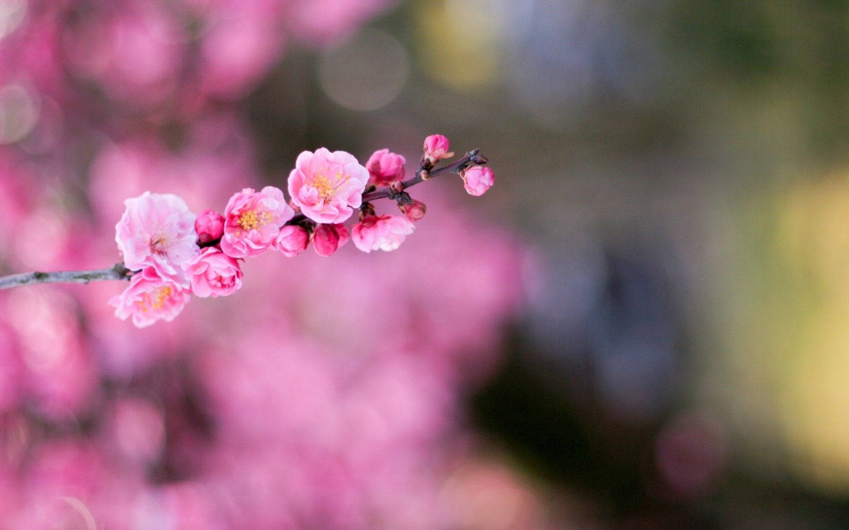 Pink Flower With Bokeh Blur Backdrop Wallpaper