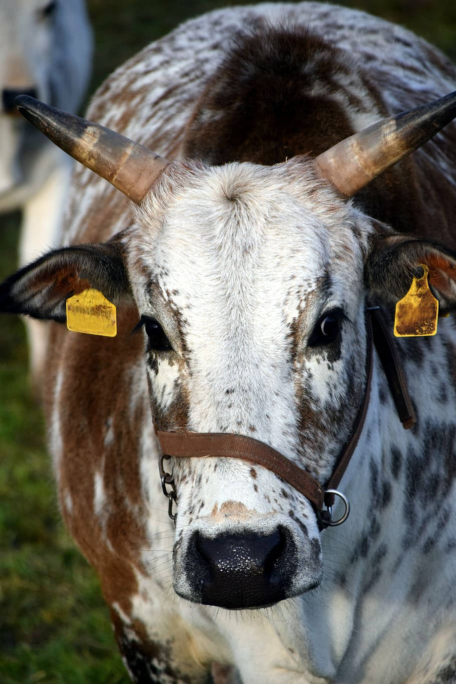 Pintado Nelore Zebu Cattle Portrait Wallpaper