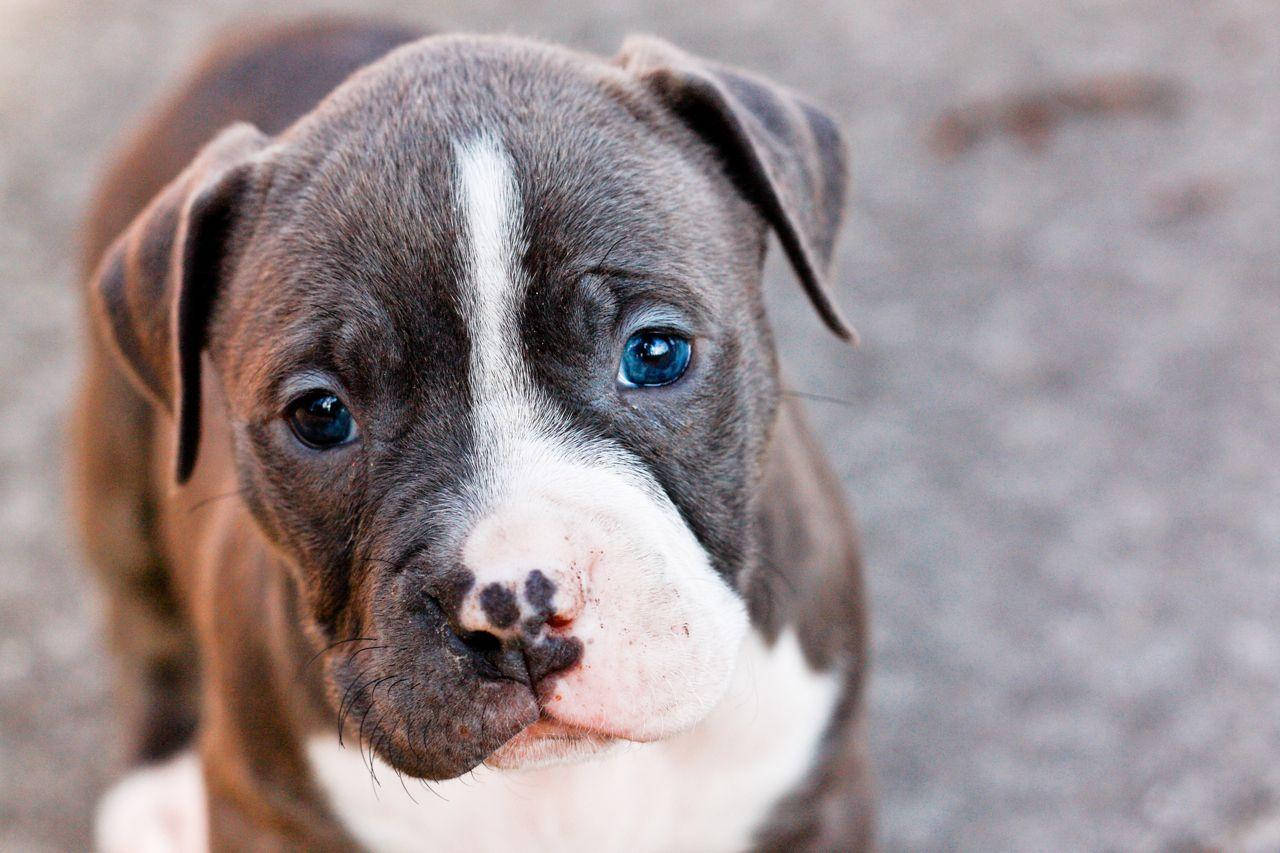 Pitbull Puppy Malted Fur Wallpaper