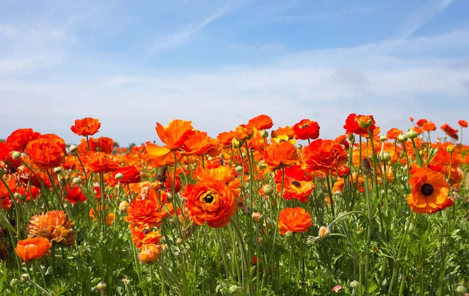 Poppy Field On A Sunny Morning Wallpaper