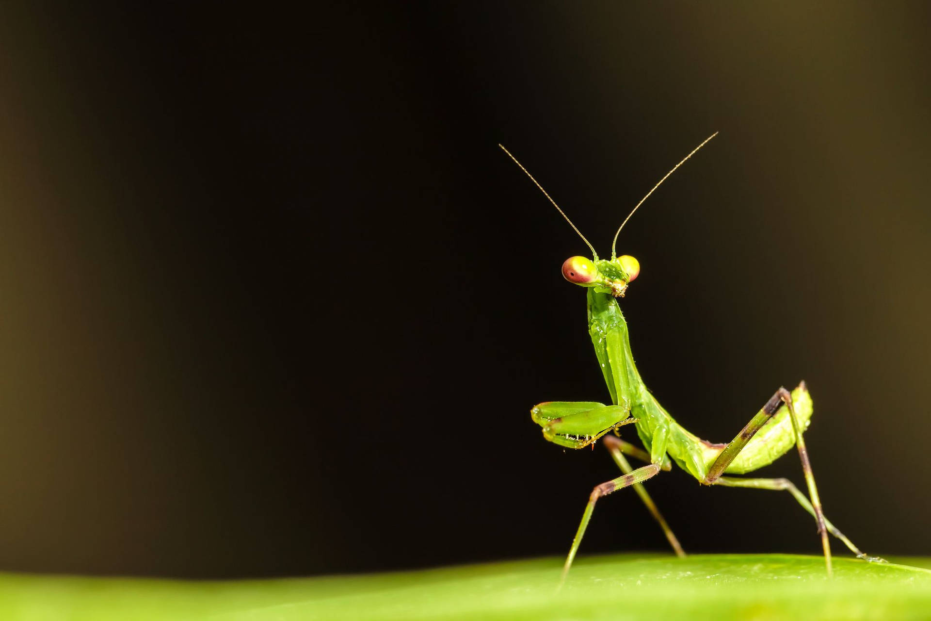 Praying Mantis Green Leaf Wallpaper