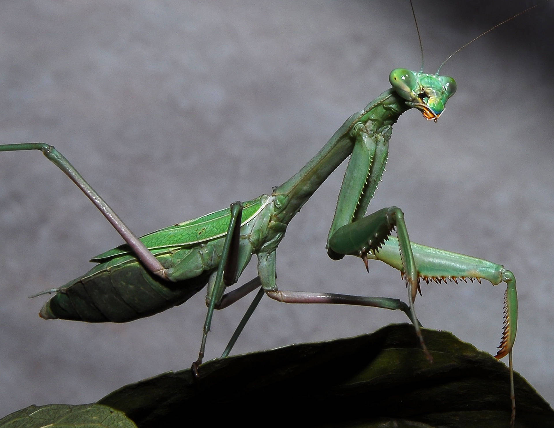 Praying Mantis Grey Background Wallpaper