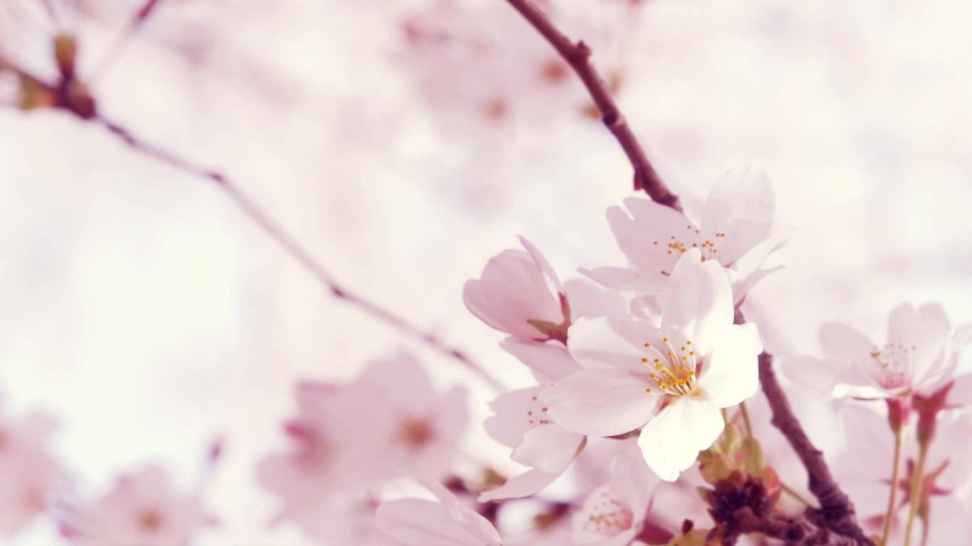 Pretty Pink Cherry Blossoms Sakura Flower Wallpaper