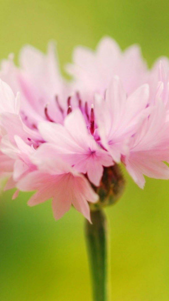 Pretty Pink Cornflower Wallpaper