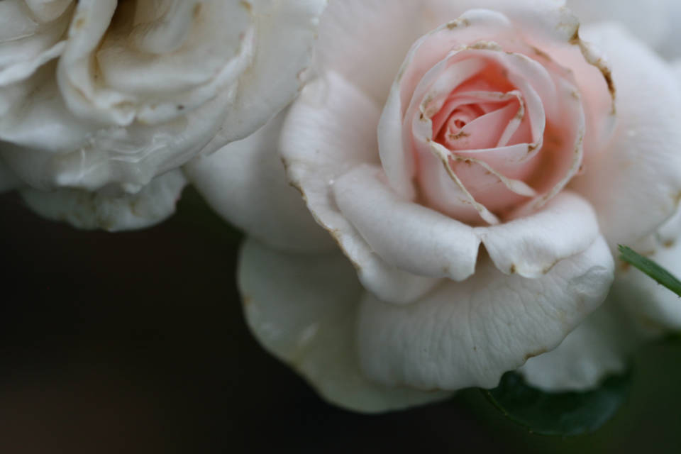 Pretty Pink Focused Rose Flowers Wallpaper